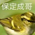 保定成哥柳莺食