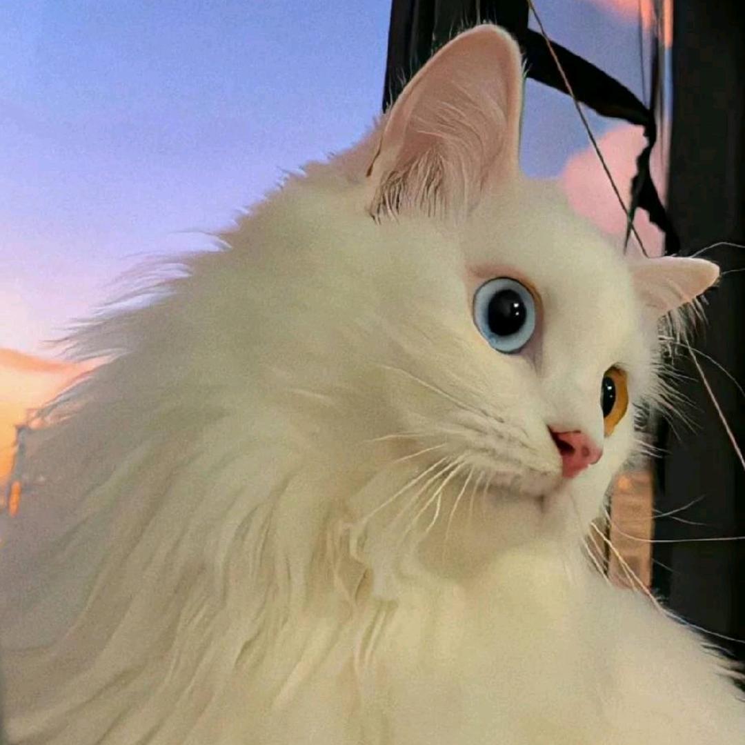 壹号精灵宠物