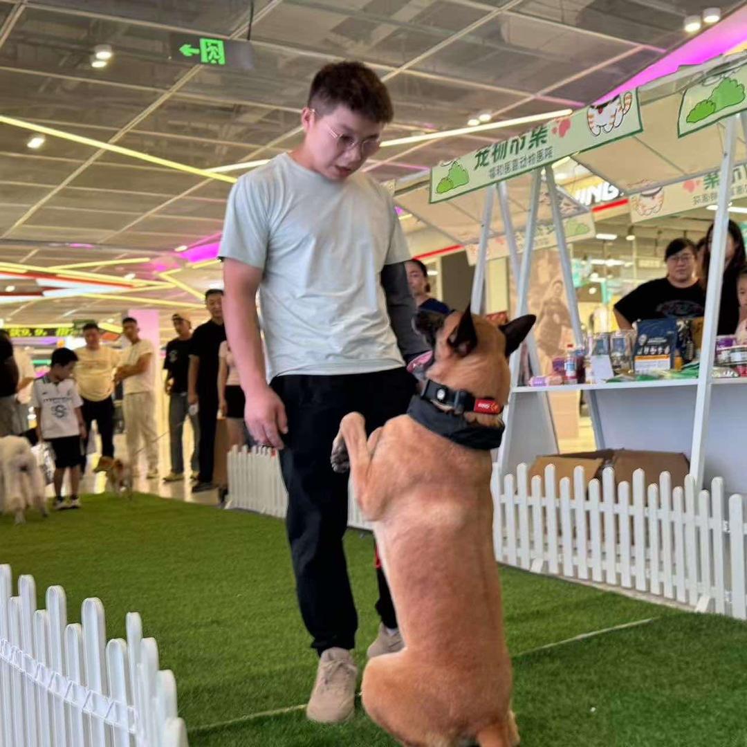 喀什萬慕训犬基地