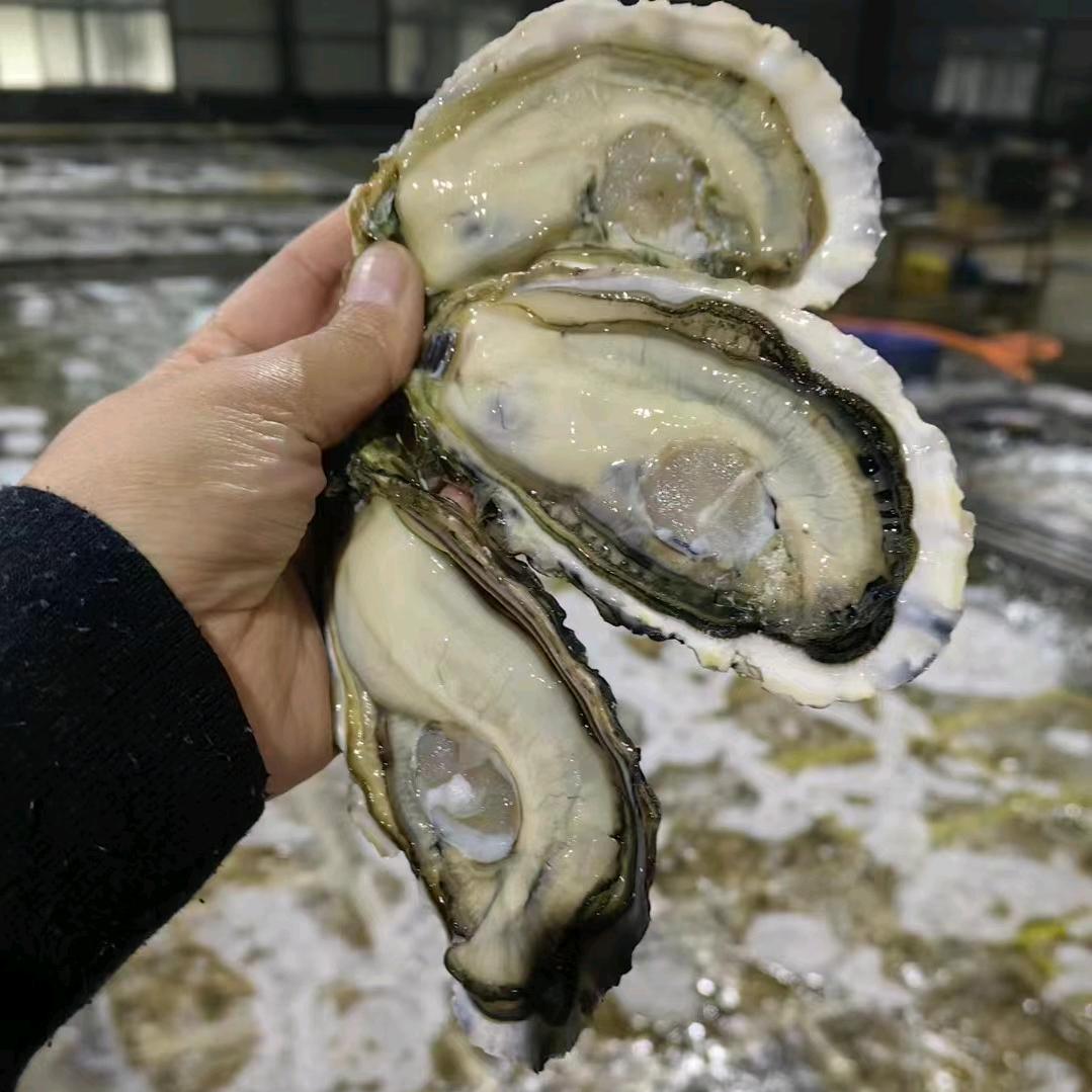 广佛生蚝供应链