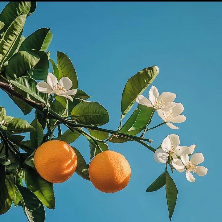 倩倩谈饮食-莲咚
