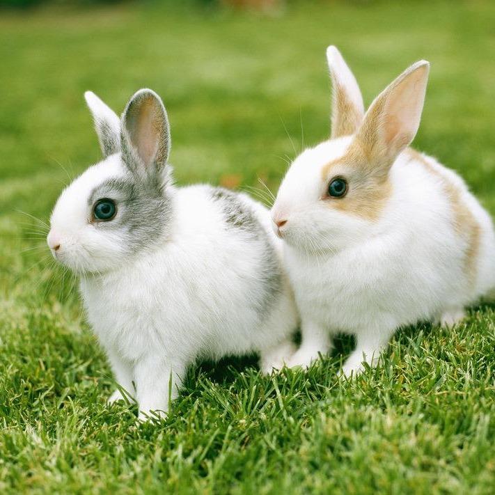 东方火火的直播号