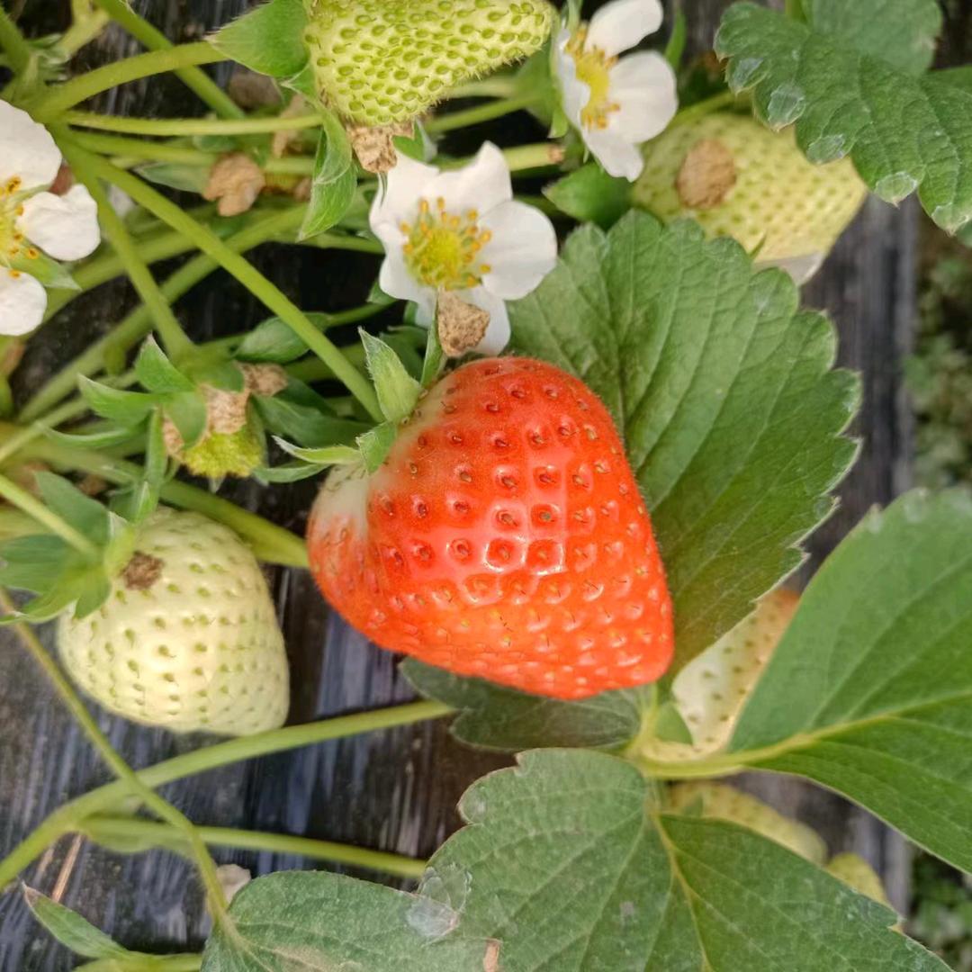 香香草莓采摘园