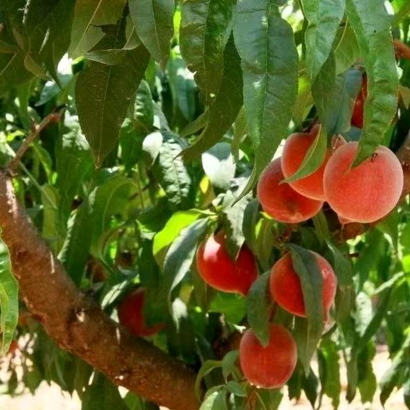 聚义绿色农业农场