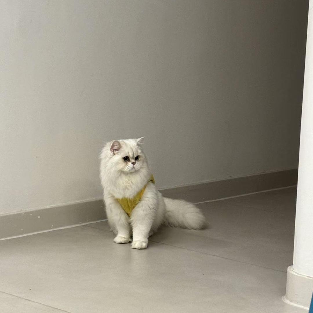 宏光数码直播号