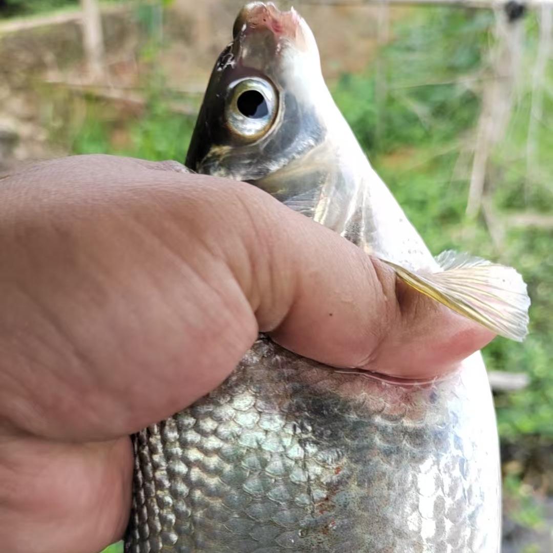 一眼观鉴（英宛）