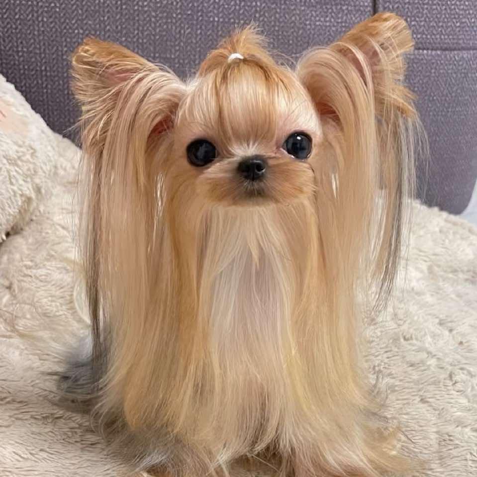 太原约克夏，马尔济斯，韩版比熊