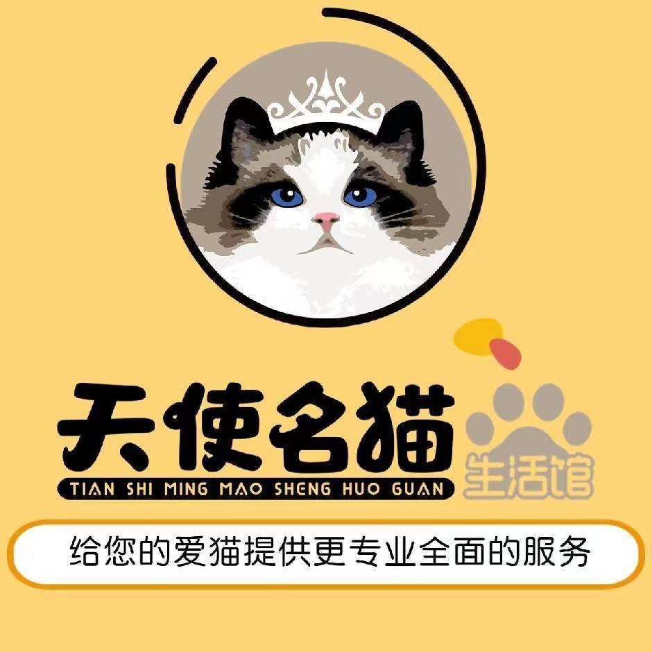 天使名猫