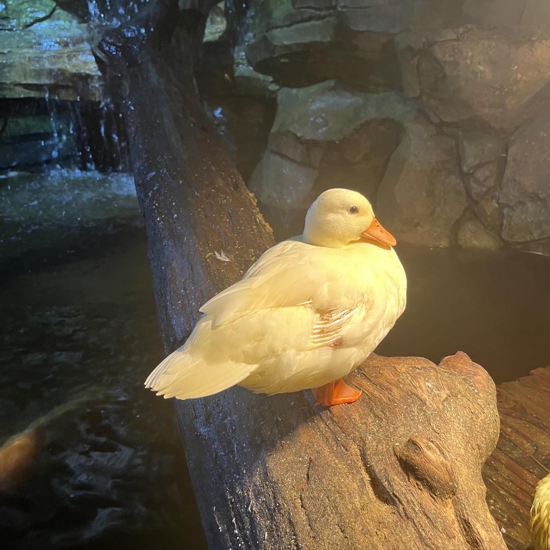 内江海洋馆可达鸭