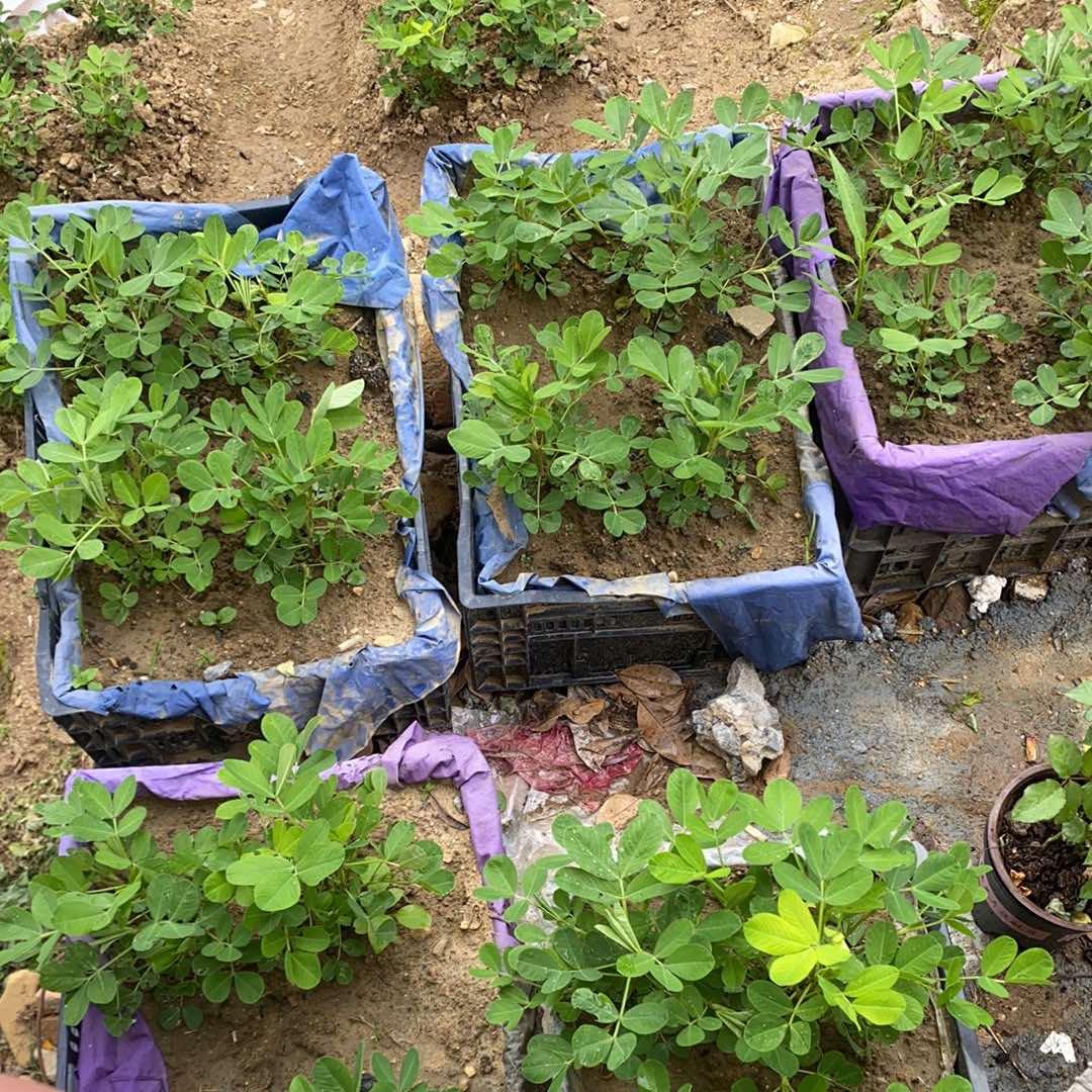 文衍子杨百货号