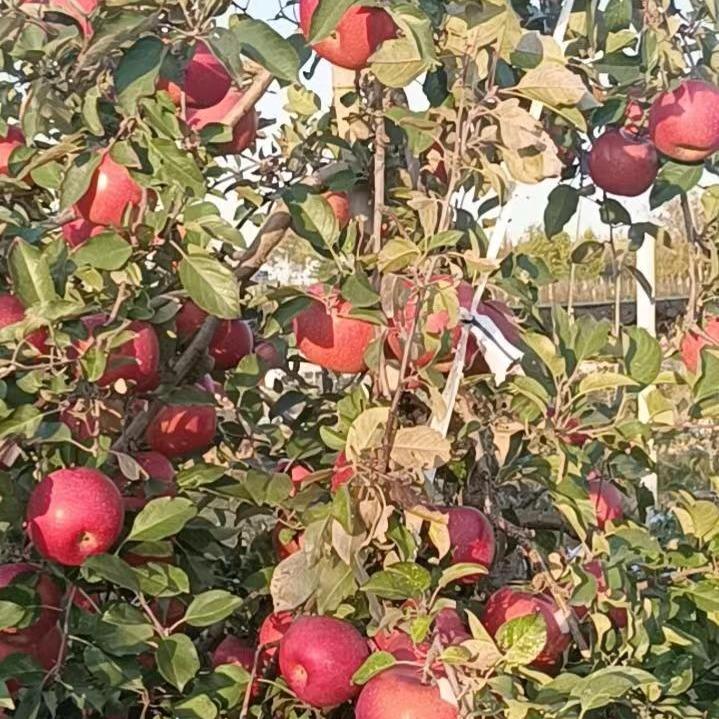 鑫桃果业 (乳山市鑫桃苗木基地)