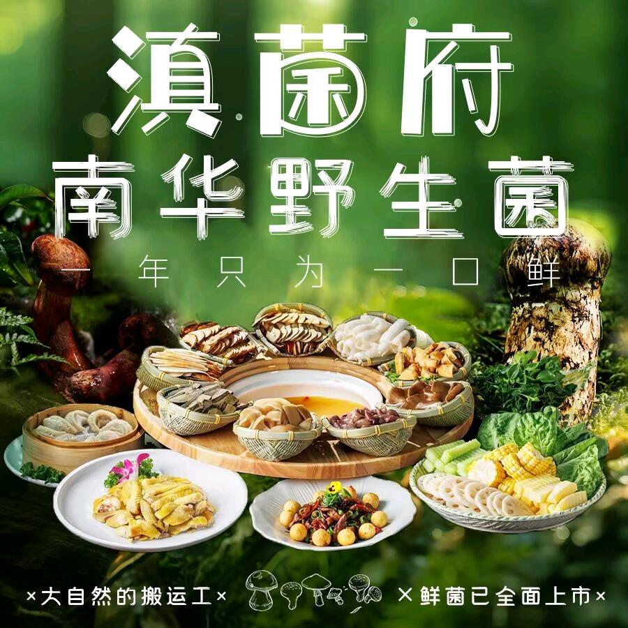 滇菌府·南华野生菌·酸汤牛肉火锅
