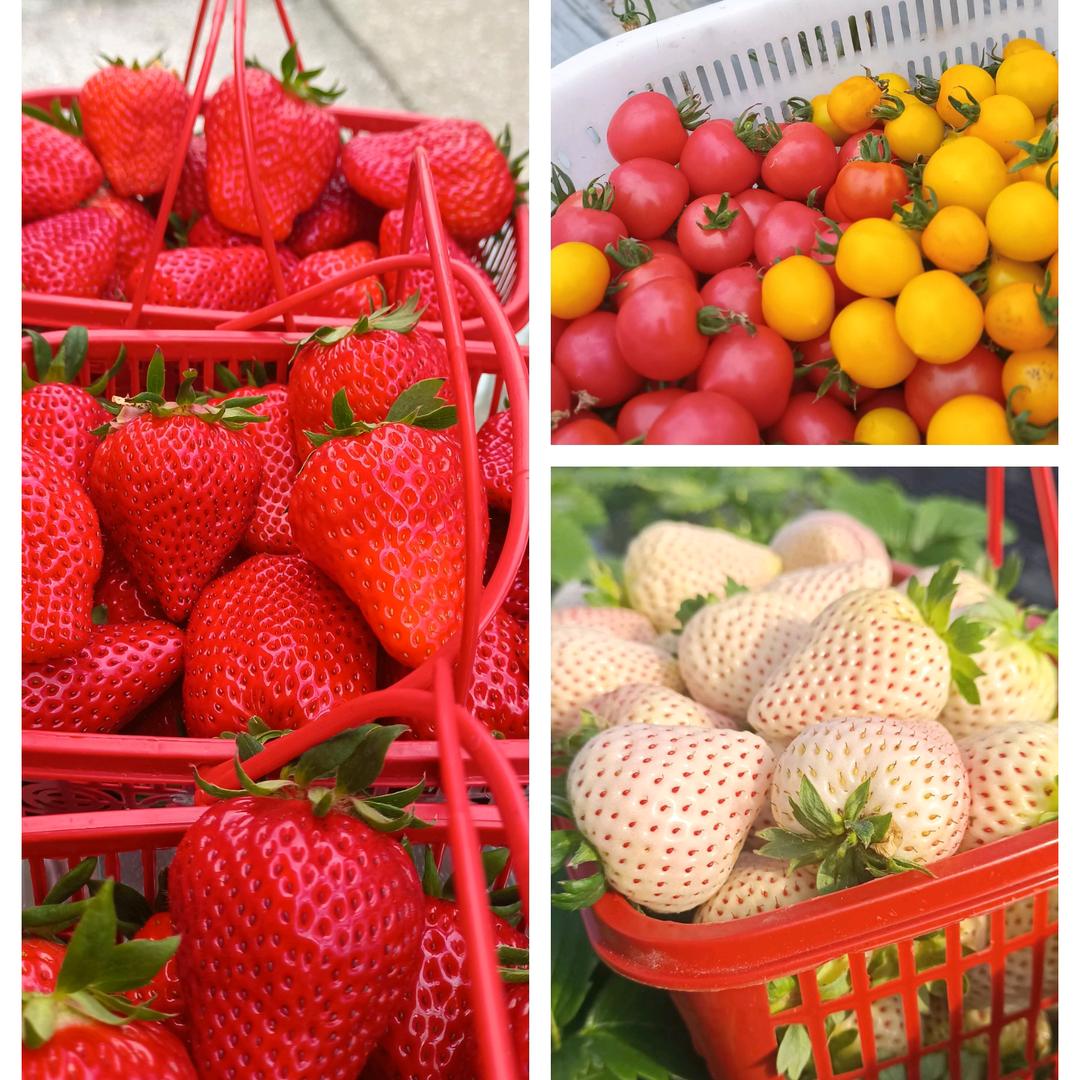 钱钱草莓采摘园