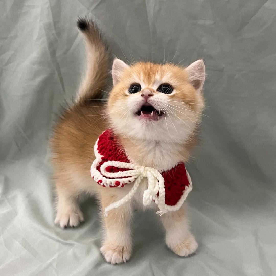 藏金阁猫舍-景诚