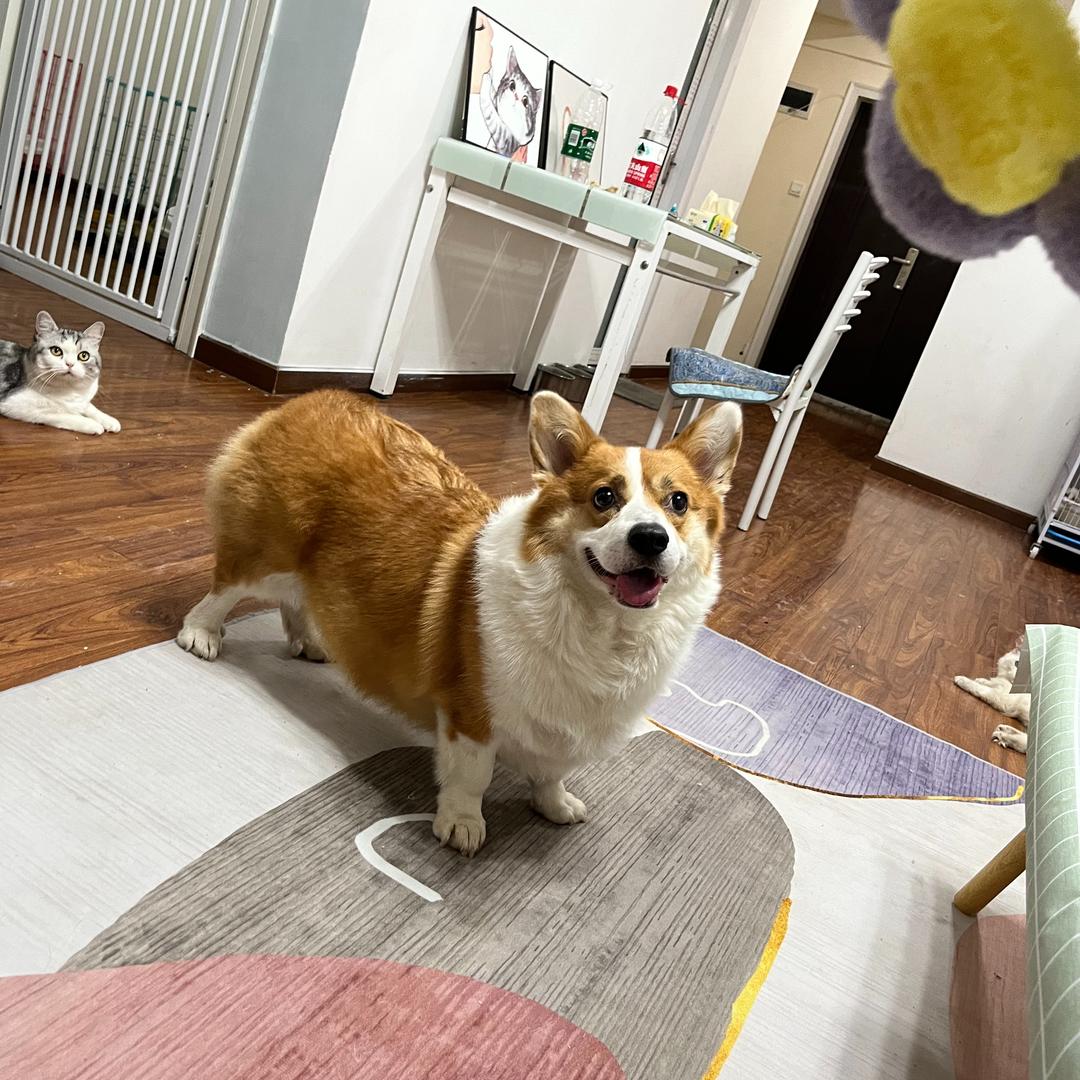 噗噗崽的猫咪小店