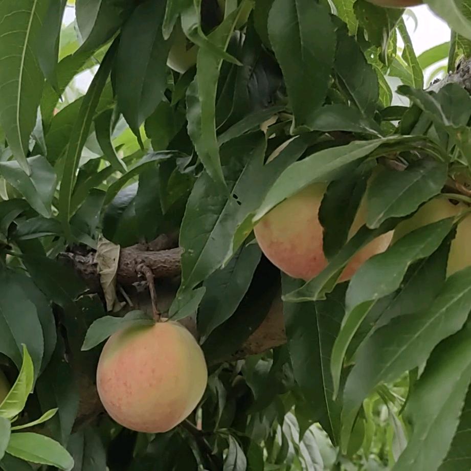 绿水青山家庭农场