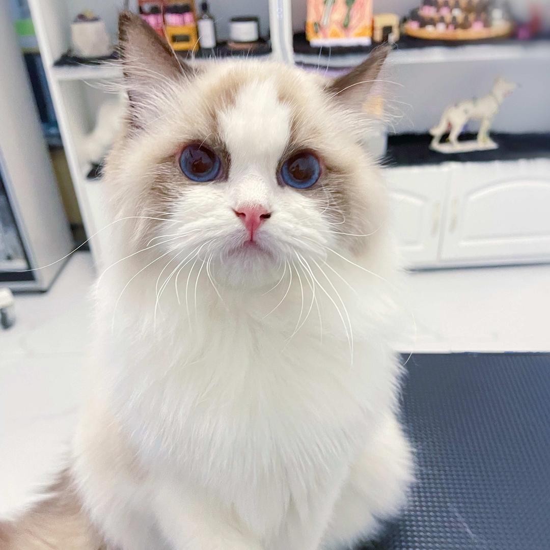 汪伦宠物服务中心