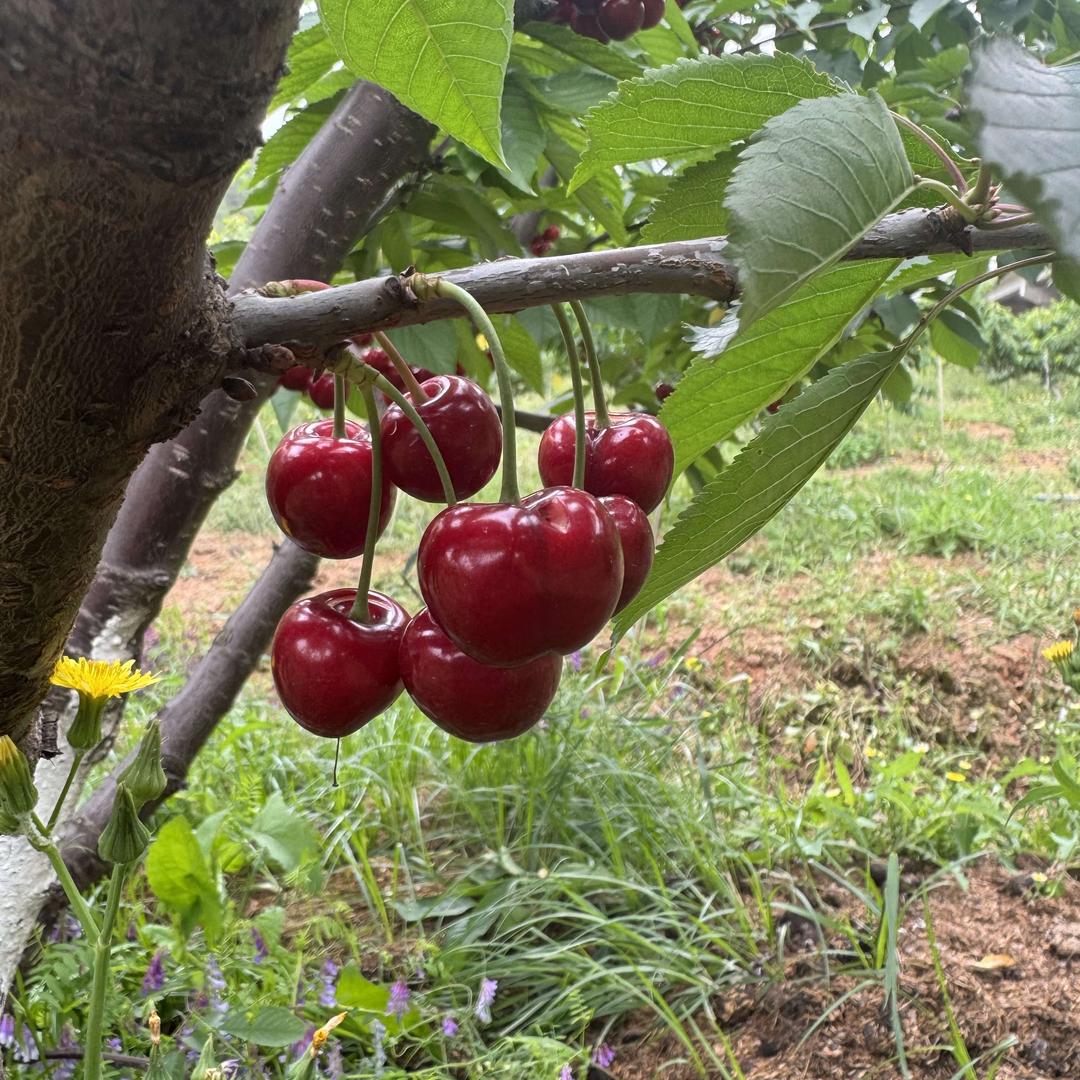 御园车厘子1号种植基地罗乐