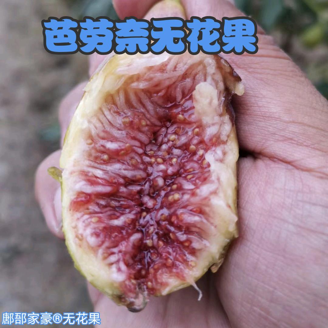 鄌郚家豪芭劳奈无花果