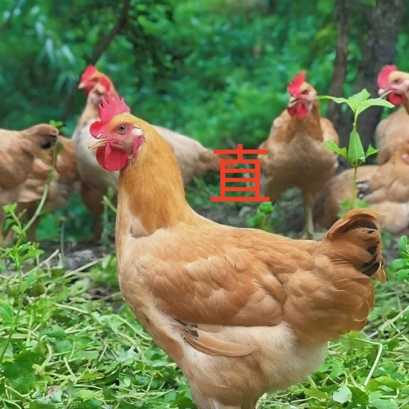 广州倩函商贸商行（个人独资）直播号