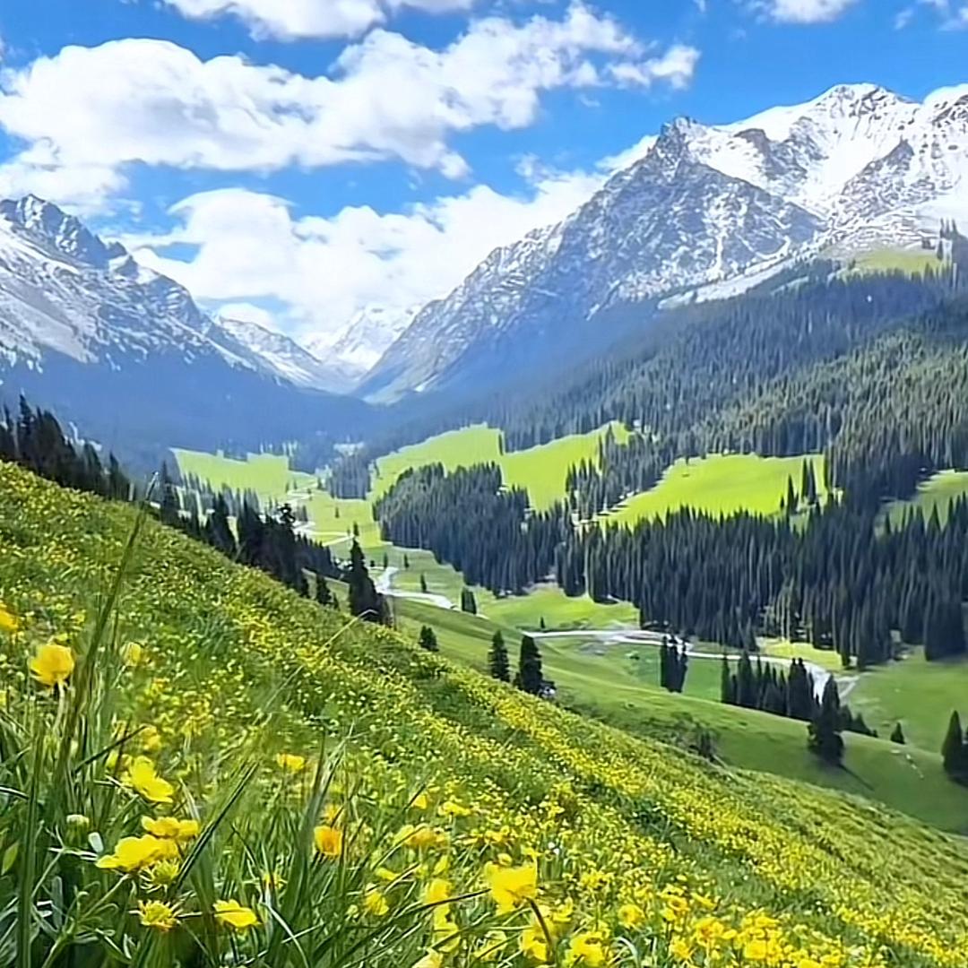 屋布奇林允儿_宠粉号