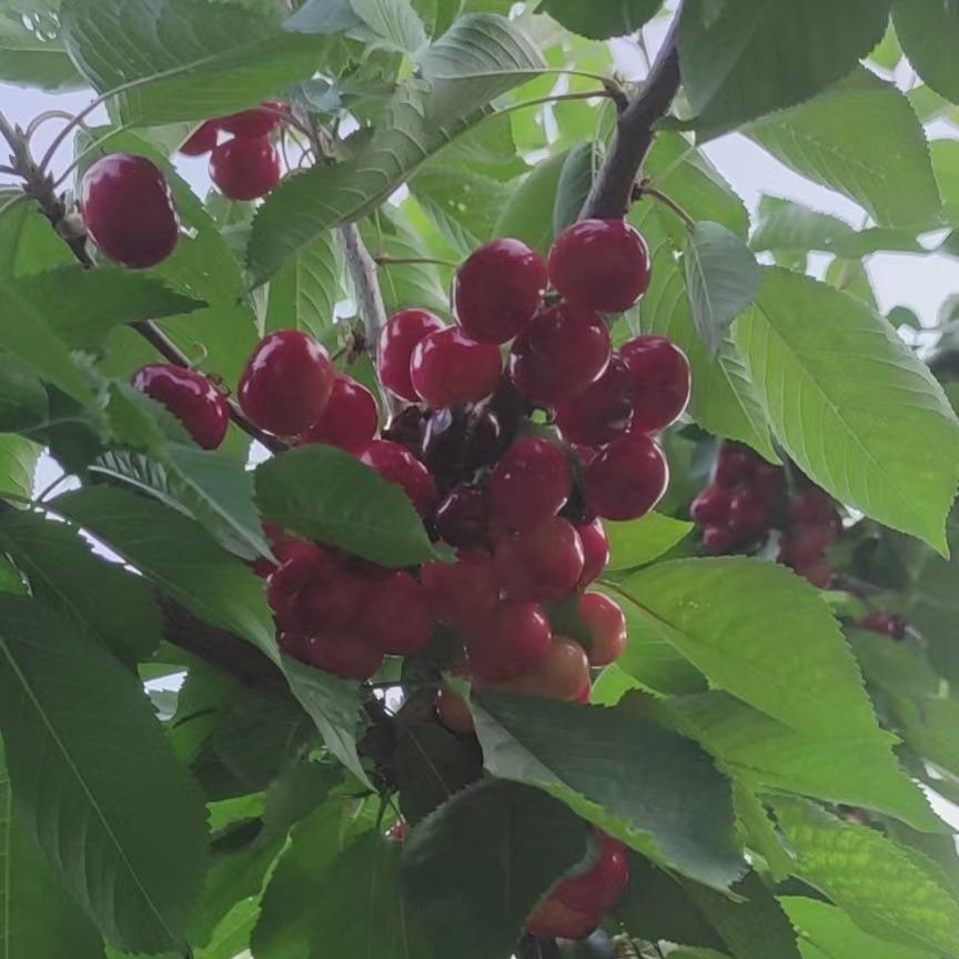 秦岭大樱桃