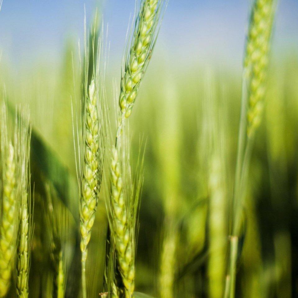 及时雨直播专用2