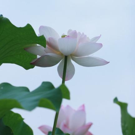 茗香茶庄(北京东路店)五吴释放直播号