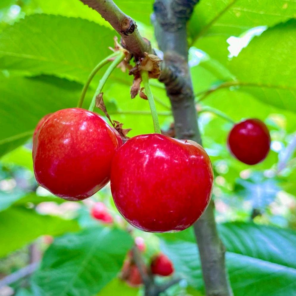 晟地樱桃采摘园