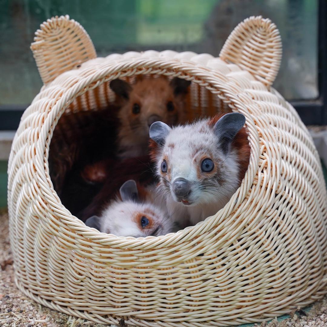 超级爸爸人民公社&凯迪帕克&小小渔夫