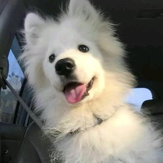 萌宠小筑宠物生活馆（萌宠的盆栽小院）