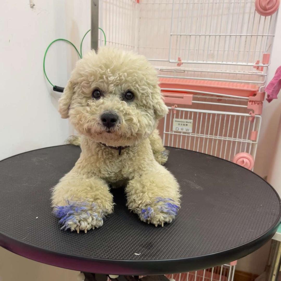 保康艾哆宝宠物生活服务