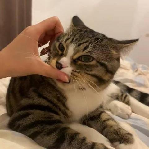 采蕉猫连锁潮玩体验馆