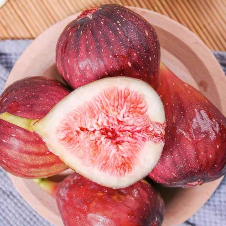 无花果采摘基地官方号