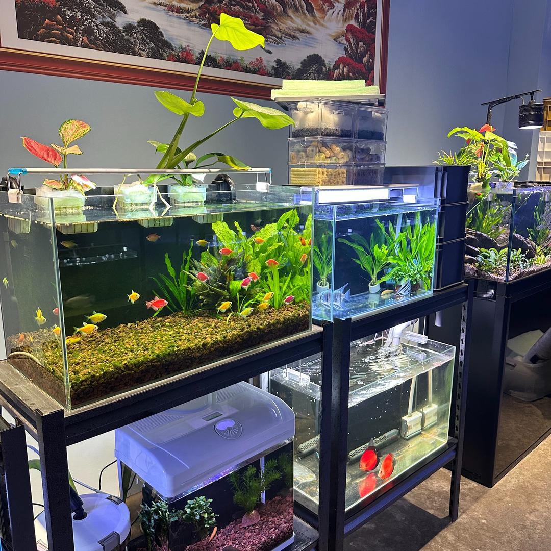 水草哥鱼缸水族