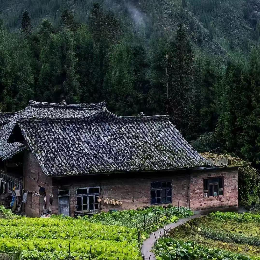 犴怡3直播号
