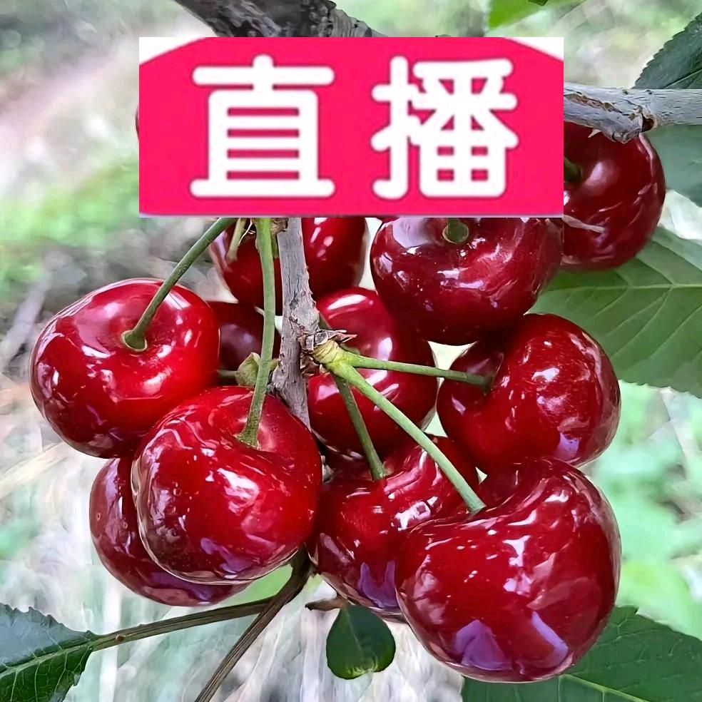 汶川强哥优果园