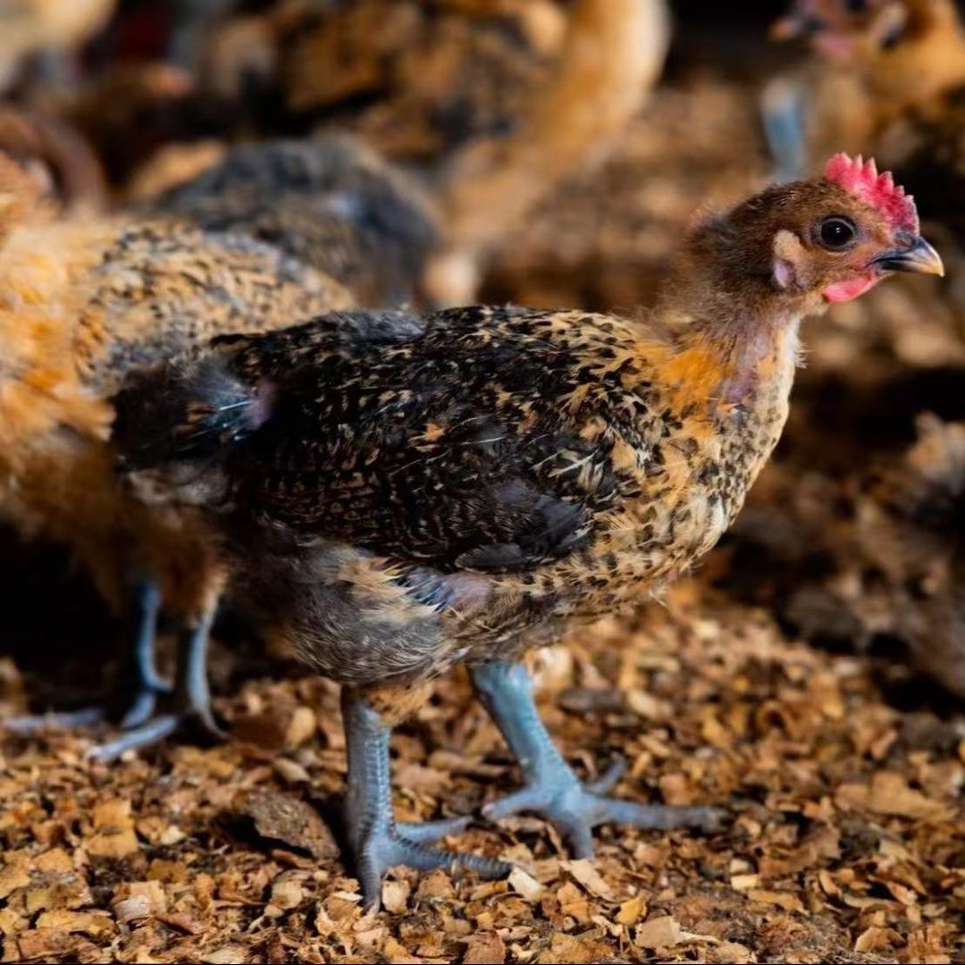 玺豪铭好运浓场直播号