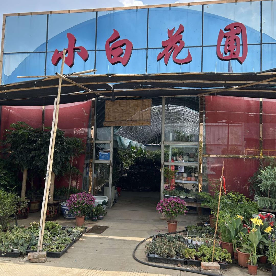 小白花圃