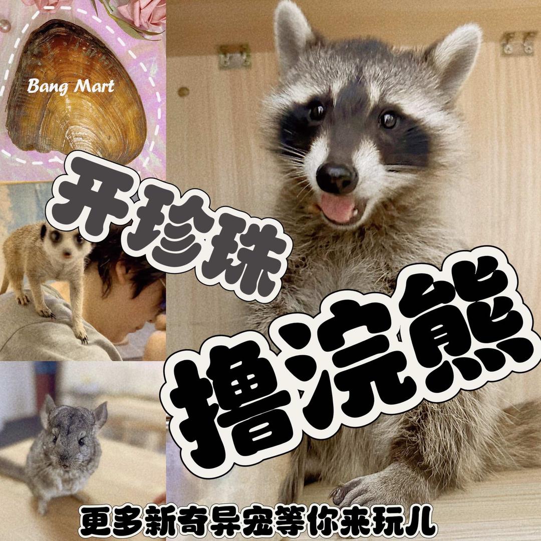 蚌玛特开珍珠·浣熊狐獴撸宠馆