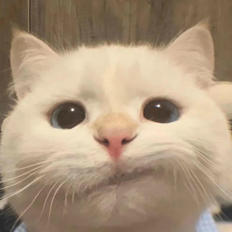 彩越图文广告1直播号