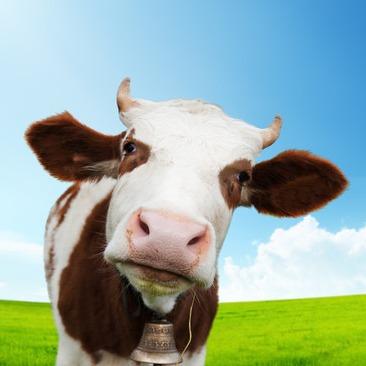 平阴蒙牛产品专卖店