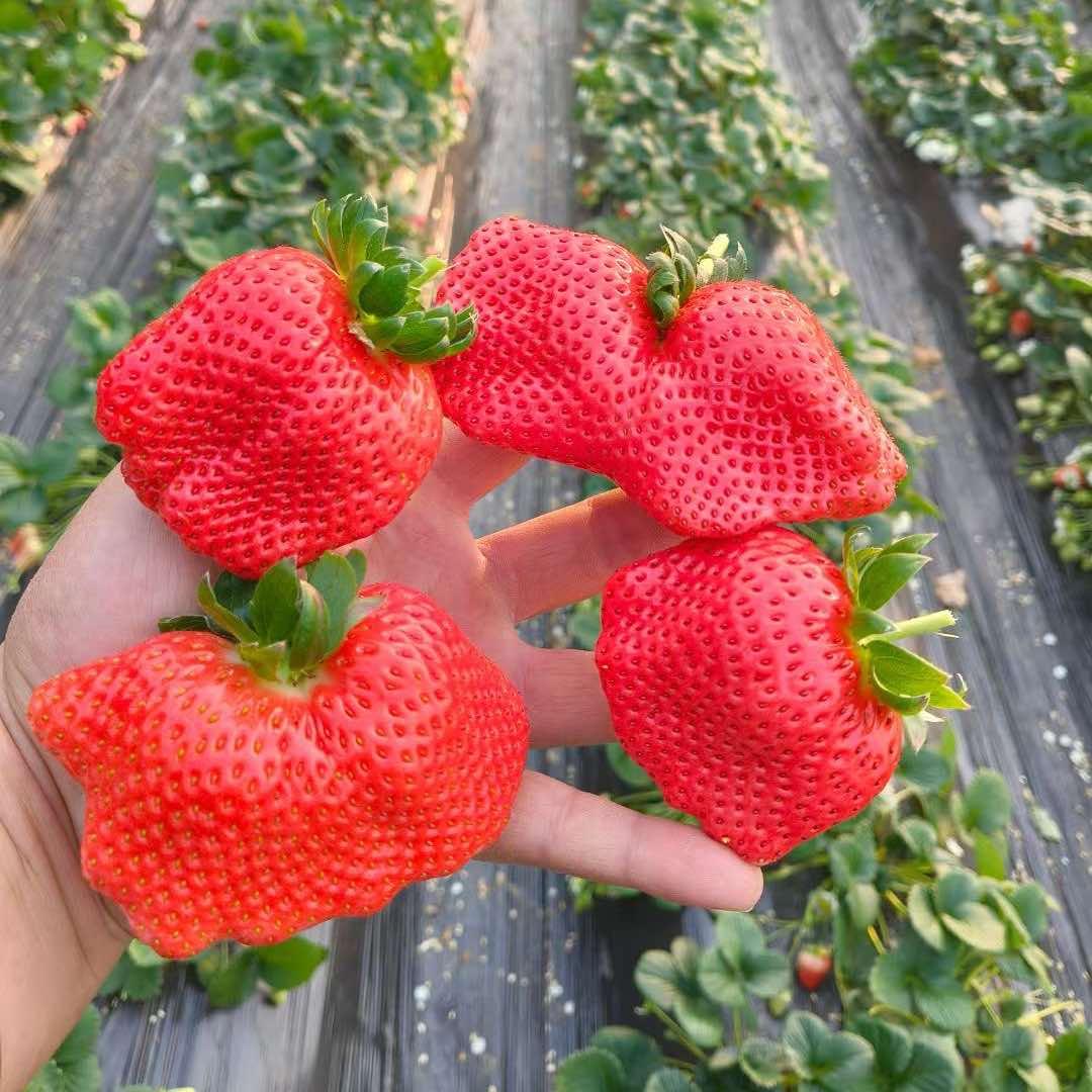 桂发家庭农场采摘园