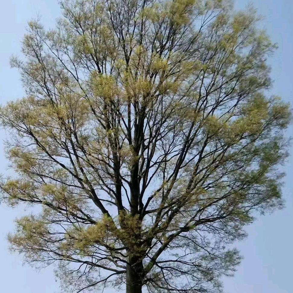 精品朴树松树玩家