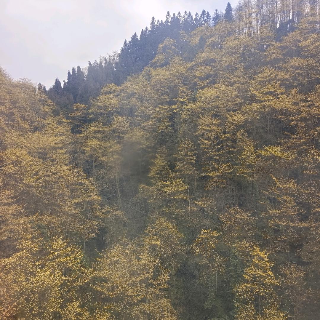 ysepkhaqukk直播号