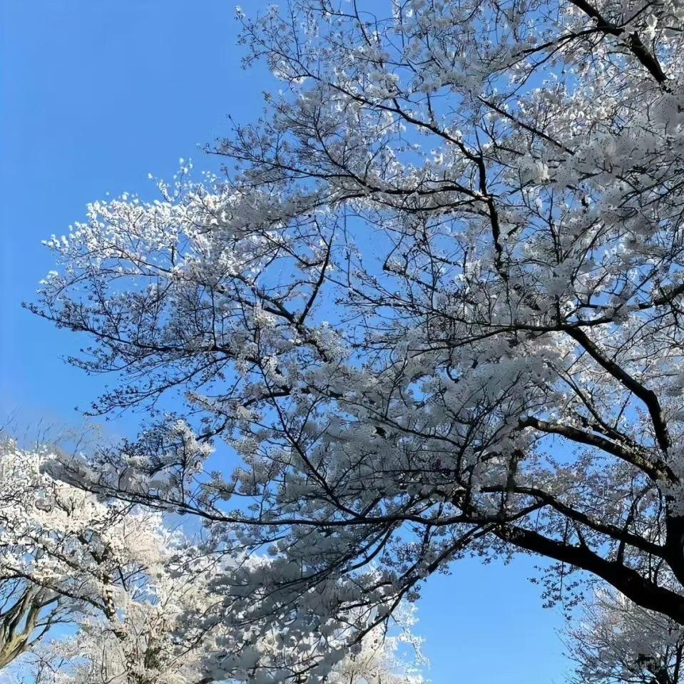 中崛卿贸易乘锋号