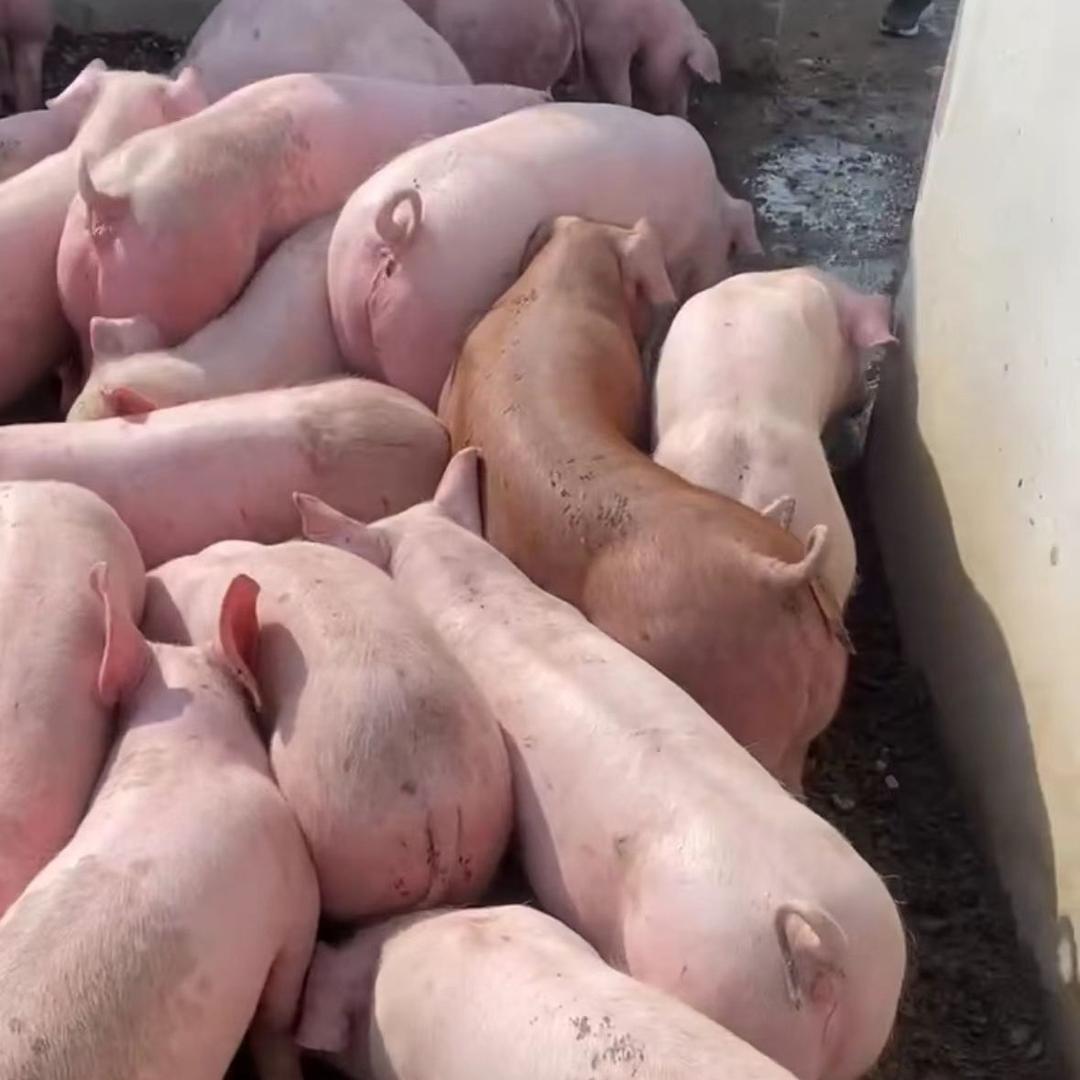 翰尹 百元仔猪批发--宠粉号