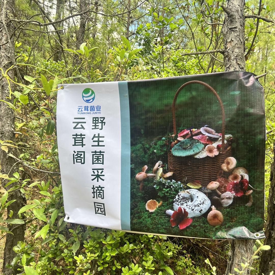 云茸菌业官方号