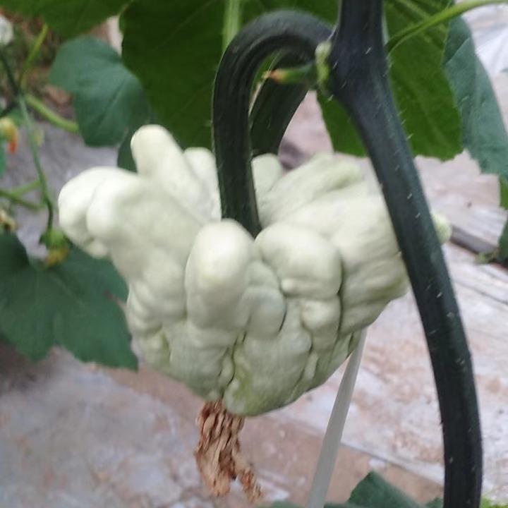 荷子葫芦