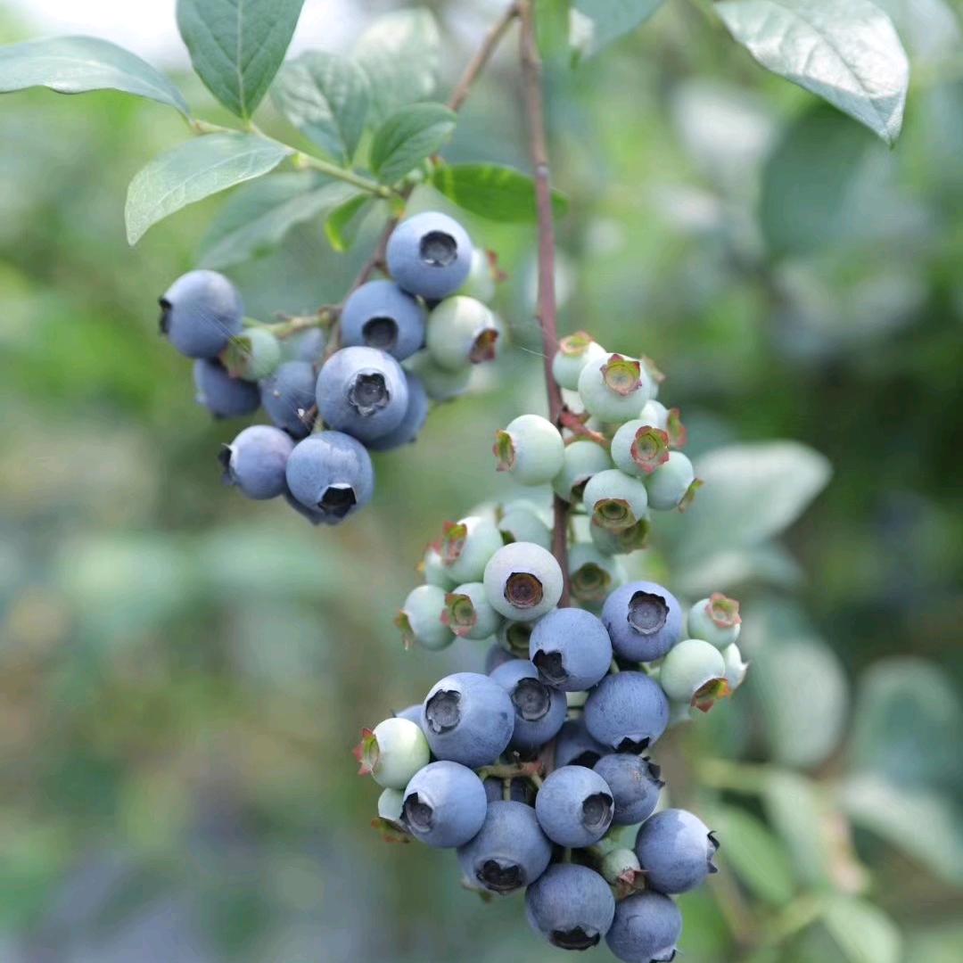 玖玖红蓝莓爱媛采摘园